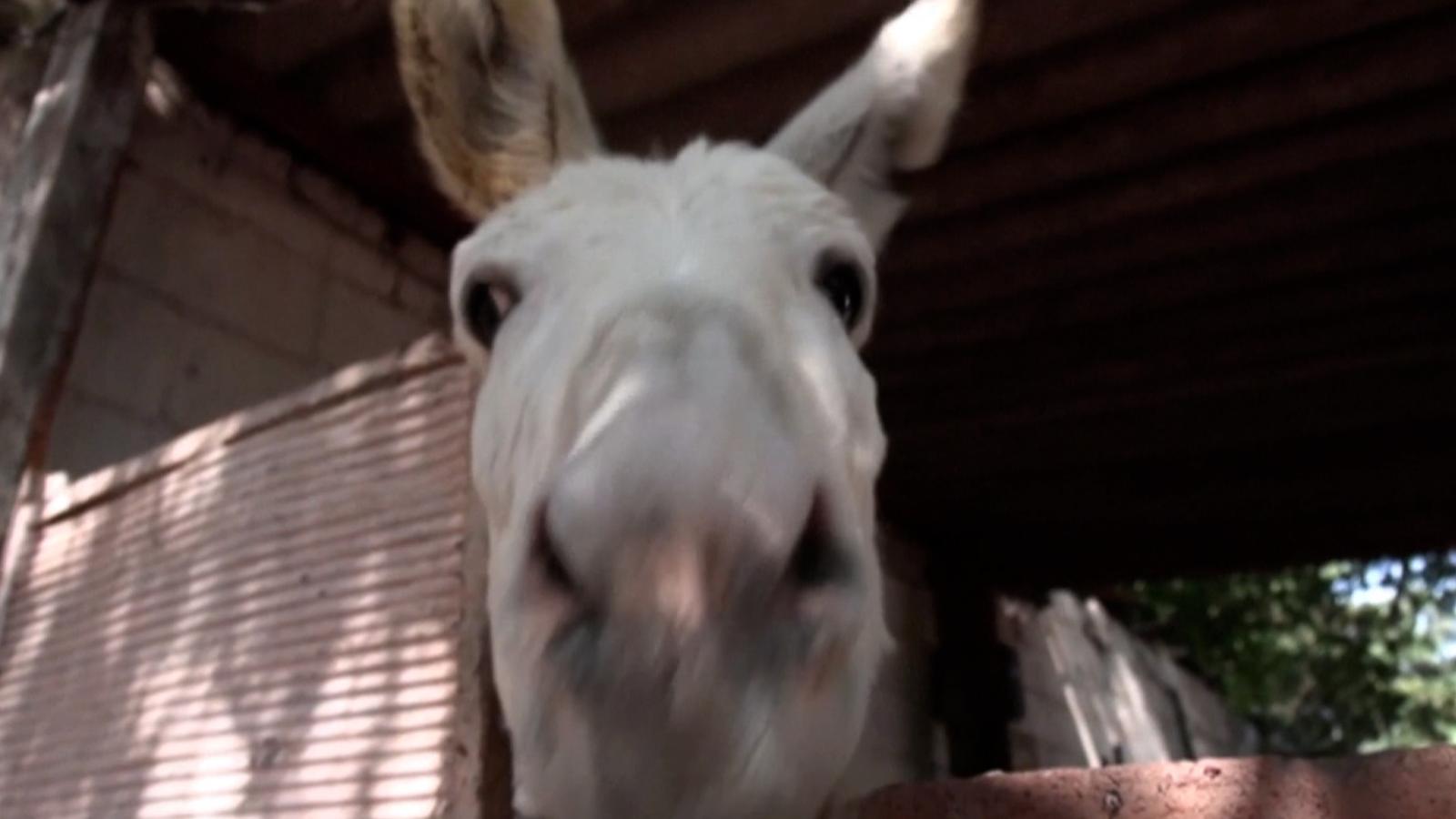 Donkey Show Real Video